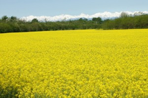 Parco del Ticino - Le Alpi