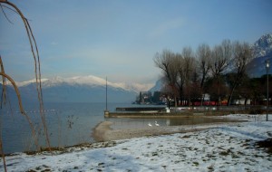 I cigni di Mandello Lario