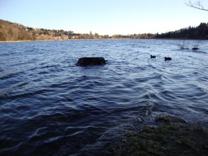 Laudato sie, mi’ Signore cum tucte le Tue creature,