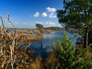 Parco della Maremma - acquitrini n.2