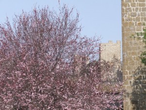 Albero fiorito a ridosso della cinta muraria medioevale