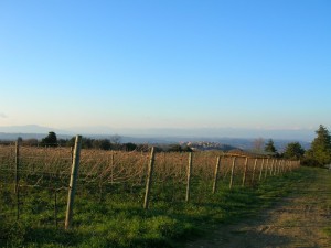 Le vigne e Montaione