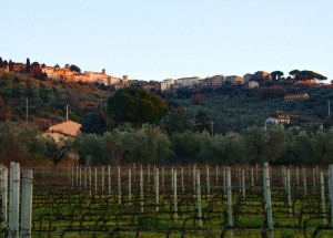 Castagneto Carducci: viti, olivi e…poesia