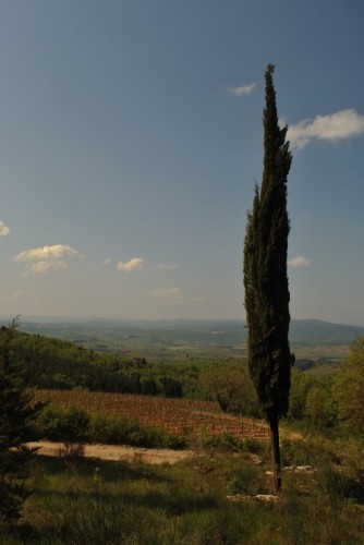 Siena - Tipico panorama delle Colline del Chianti