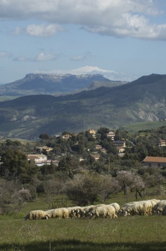 Enna - Beeehhh ,che c'è da guardare?!!!! Enna - Beeehhh ,che c'è da guardare?!!!!