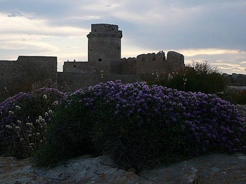 Crotone - fiori di caporizzuto Crotone - fiori di caporizzuto