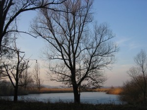 Palude Brabbia panoramica
