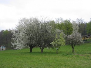 Azzate, Vegonno - la Valle dei Filosofi in primavera