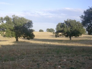 Quecieto nella campagna Cegliese