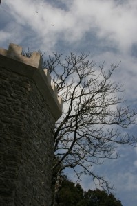 IL CIELO TRA I MERLI