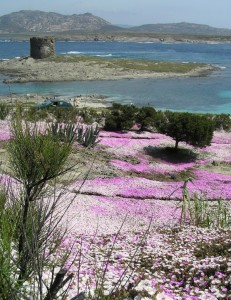 tripudio della primavera alla torre dela Pelosa