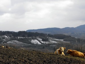 La valle di Pratolino innevata…..
