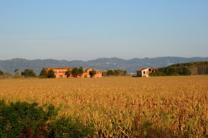 Tabaccaia del capannone