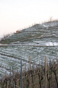 Paesaggio dei vigneti