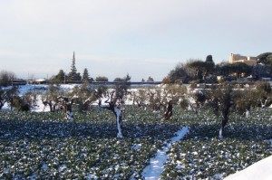 uliveti con cavoli innevati