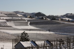 i vigneti delle Langhe