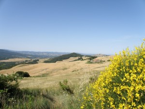 Campagne di Volterra con ginestre