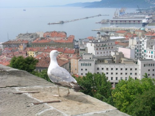 Trieste - Il gabbiano osserva il porto di trieste