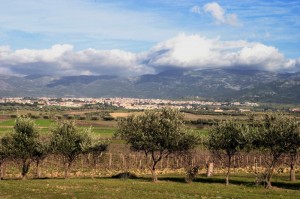 Serdiana, tra gli ulivi