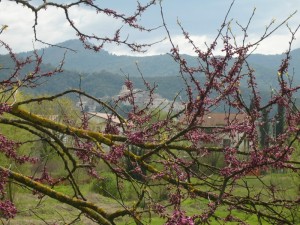 piccoli segni di primavera