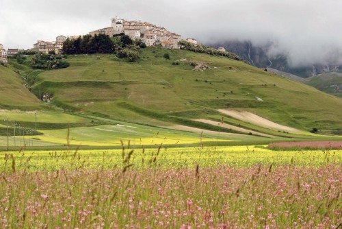 Norcia - tra i fiori ..castelluccio