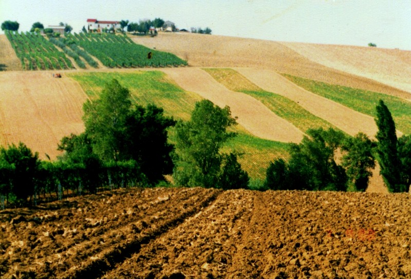 ''Colline di Senigallia'' - Senigallia