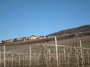 panorama di Lavis, con vigneti