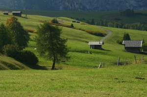 Verdi prati all’alpe di Siusi