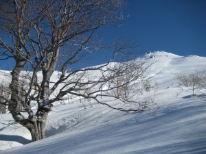 L’ultimo Faggio sotto il Cimone