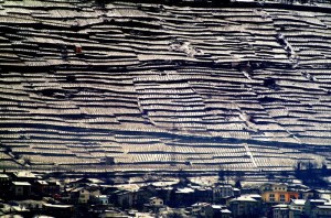 Terrazzamenti sopra Sondrio