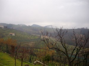 vigneti di prosecco a s pietro di barbozza