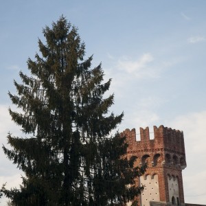 L’Albero e la Torre
