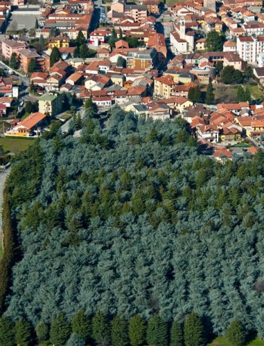 Cornate d'Adda - GLI ALBERI DI COLNAGO Cornate d'Adda - GLI ALBERI DI COLNAGO