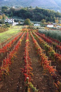 Tra i vigneti del beneventano