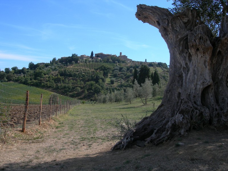 ''Castelnuovo dell’Abate'' - Montalcino