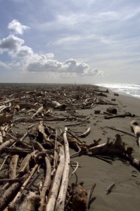 il cimitero delle balene