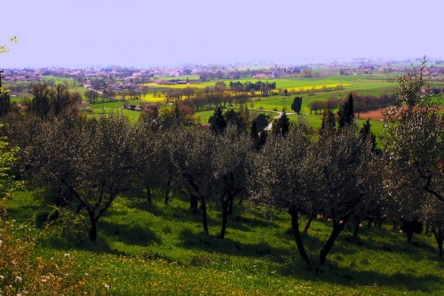 Assisi - Gli uliveti di Assisi Assisi - Gli uliveti di Assisi