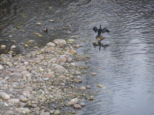 Borgosesia - Cerchiamo di spiccare il volo e... voleremo alti. Auguri a tutti! Borgosesia - Cerchiamo di spiccare il volo e... voleremo alti. Auguri a tutti!