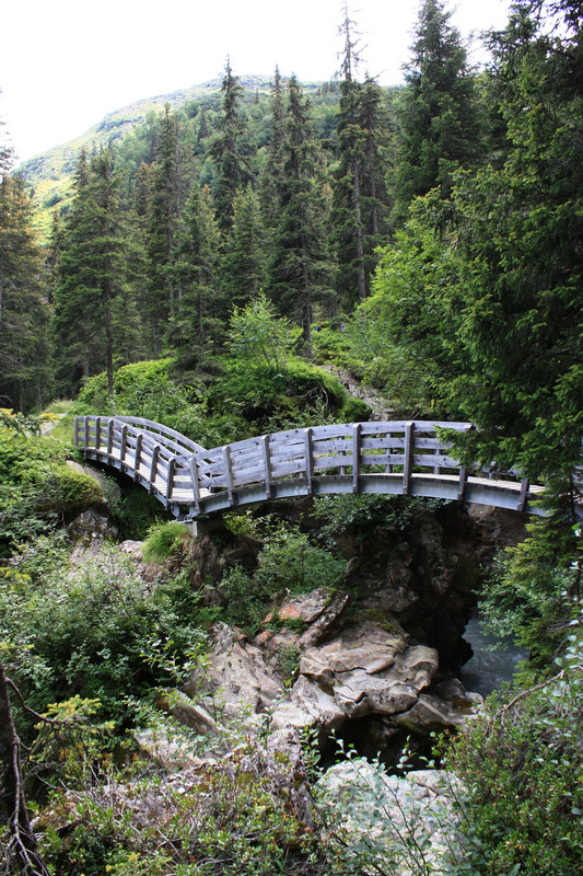 ''ponte sul sentiero'' - Racines