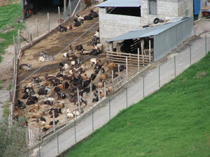 piazzetta delle pecore