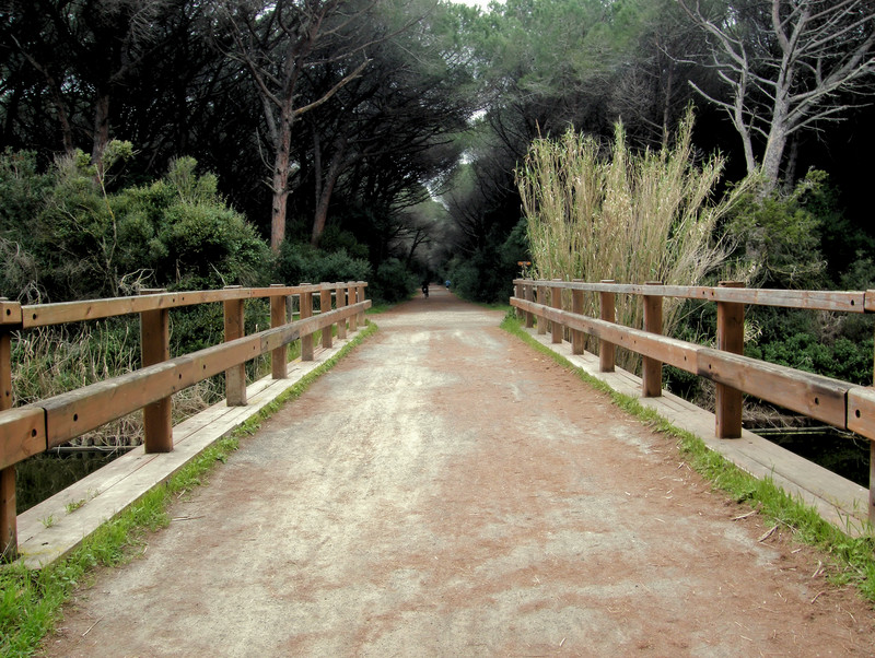 ''In pineta'' - Cecina