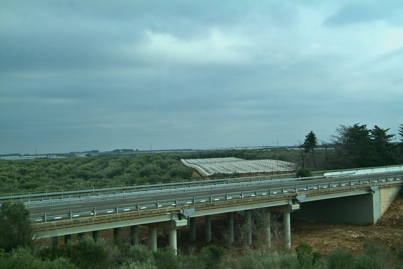 ''Tra Ulivi e Vigneti.'' - Adelfia