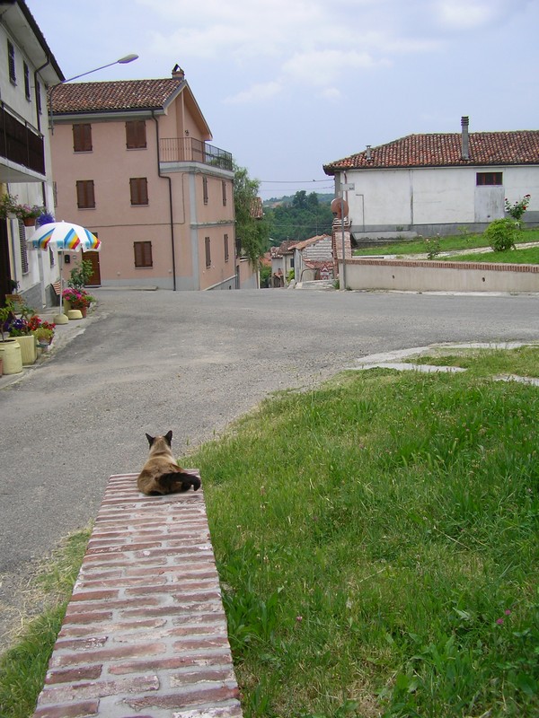 ''il gatto della piazza'' - Solonghello