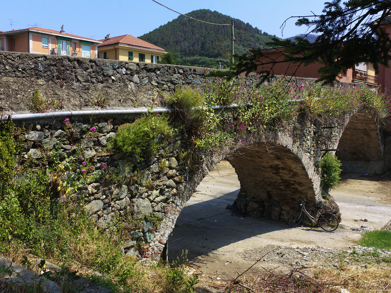 ''Fioritura selvatica'' - Levanto