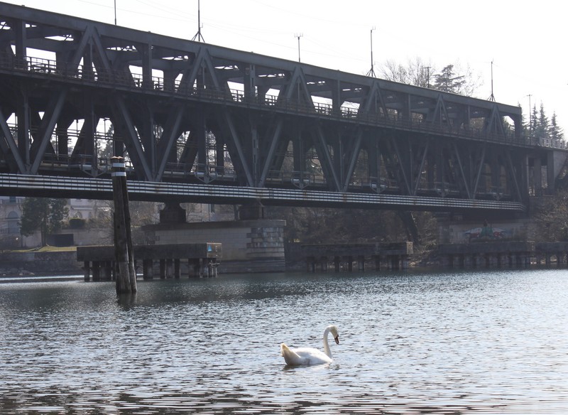 ''L’eleganza del cigno'' - Castelletto Sopra Ticino