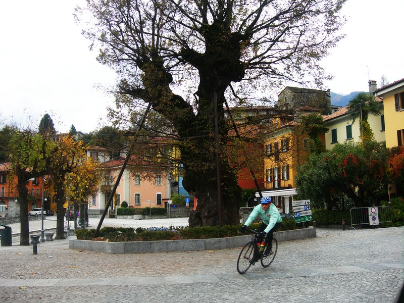 ''l’olmo secolare'' - Mergozzo