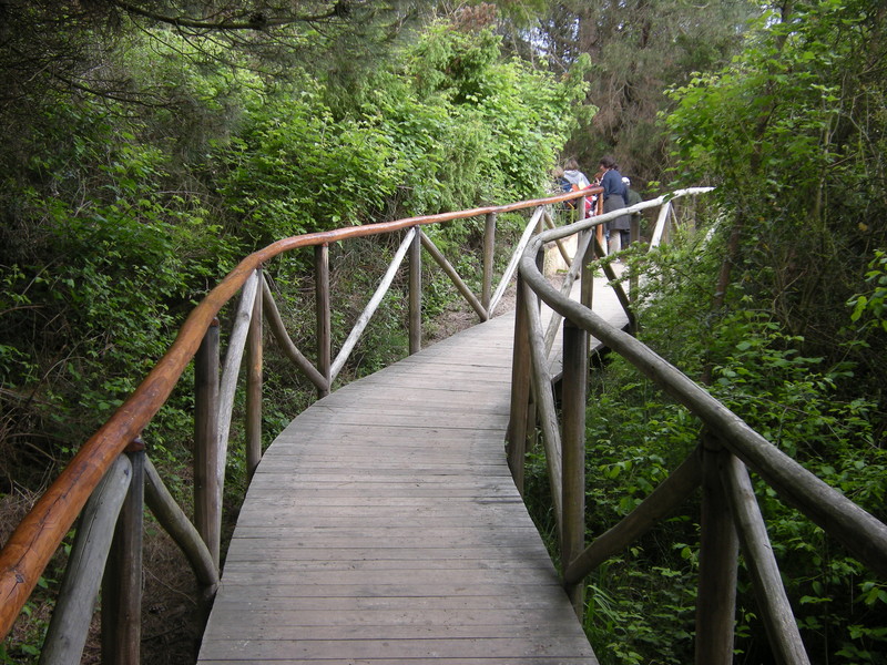''ponte sul parco naturale di Porto Caleri'' - Rosolina