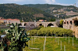 Fichi d’India….in Liguria