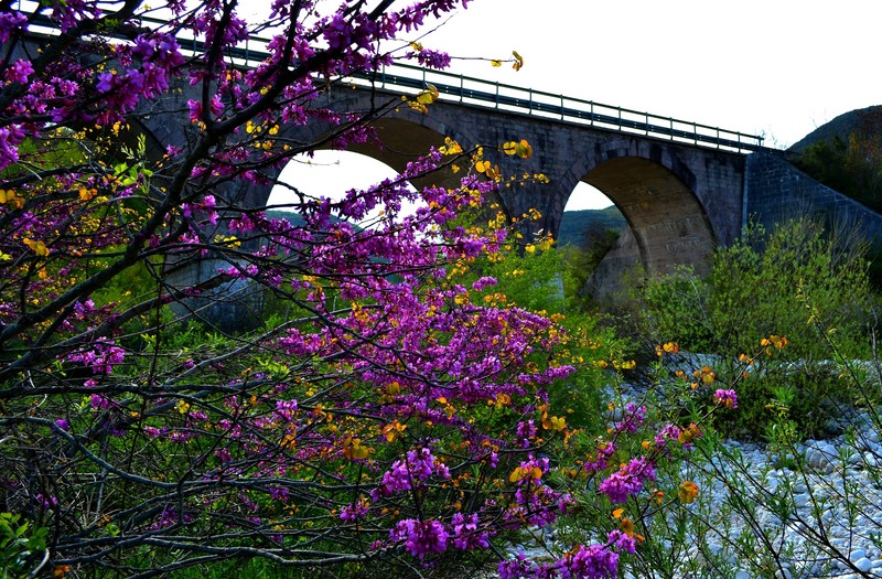 ''Colori e profumi sotto un arido ponte – Ponte su Rio Chiaro – Colli a Volturno'' - Colli a Volturno