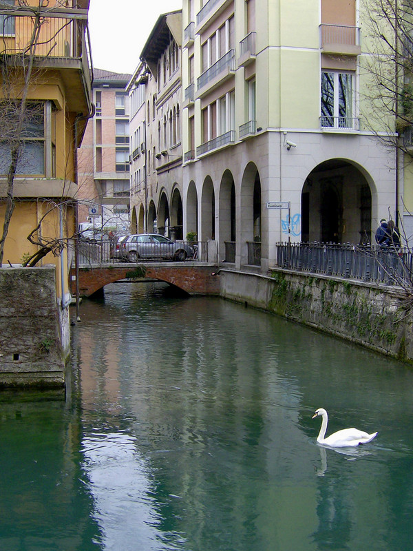 ''Che il pennuto voglia salire in passerella?'' - Treviso